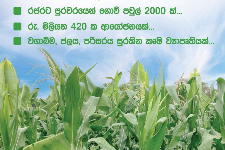 Organic corn farming using Biogenic Green Technology