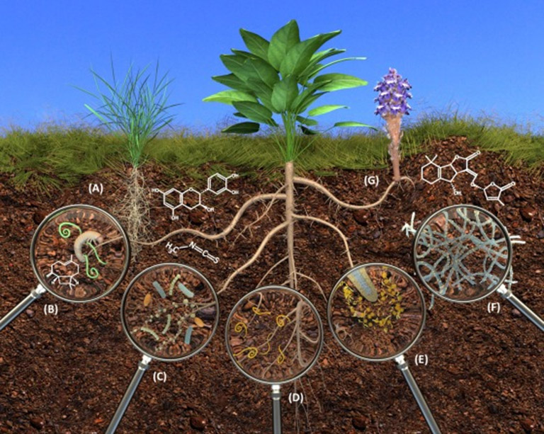Short term  crops with Rhizosphere action field research