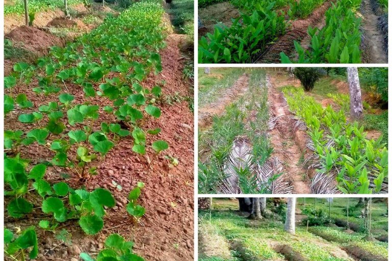 Biogenic green technology for ginger ,turmeric and gotukola